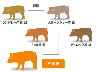 交配図の画像